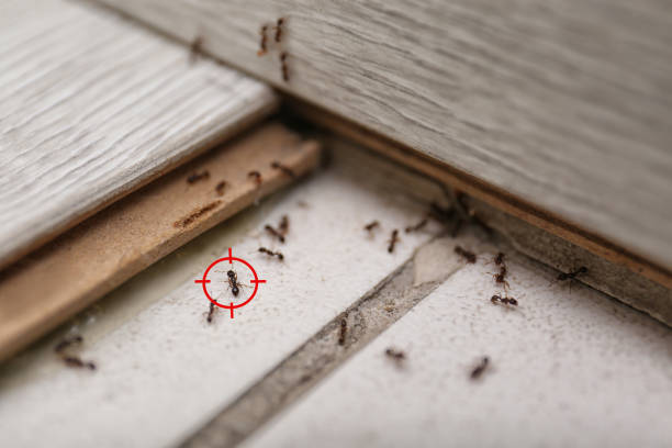 Best Commercial Pest Control Services  in Eastport, NY