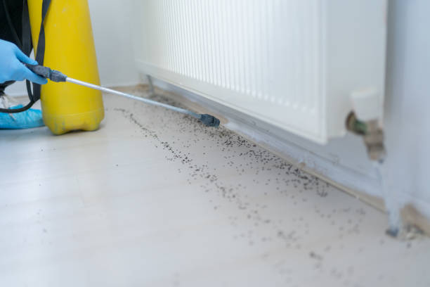 Best Local Pest Control Services  in Eastport, NY